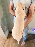 Maple, a female Great Dane for sale in Hallettsville, TX – 3 of 9