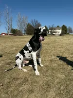 Rain, a female Great Dane for sale in Hallettsville, TX – 7 of 7