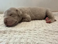 Bear, a male Great Dane for sale in Hallettsville, TX – 4 of 6