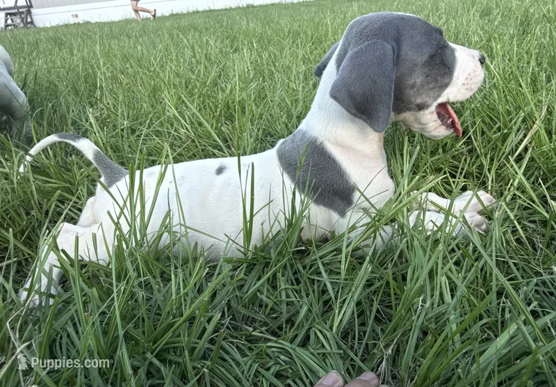 Brindlepoint Piebald – Great Dane puppy for sale in Hallettsville, TX