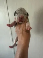 Penelope , a female Great Dane for sale in Hallettsville, TX – 5 of 7