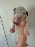 Penelope , a female Great Dane for sale in Hallettsville, TX – 4 of 7