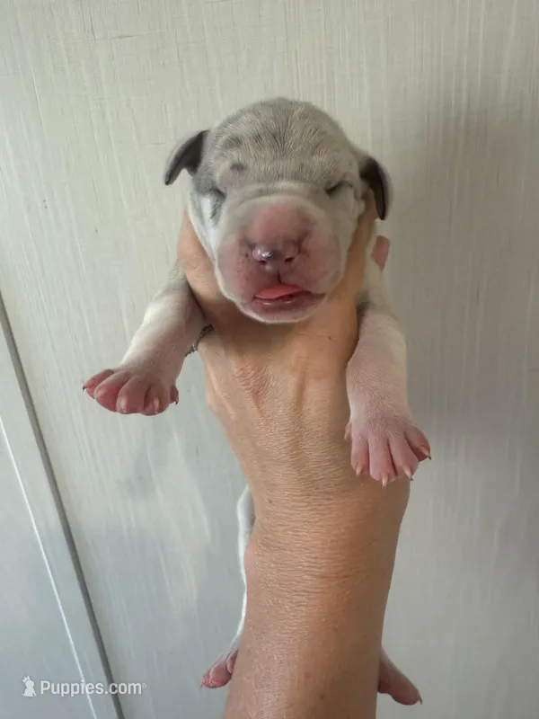 Penelope  – Great Dane puppy for sale in Hallettsville, TX