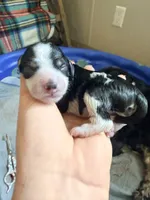Female 2, a female Cockapoo for sale in Hallettsville, TX – 3 of 3