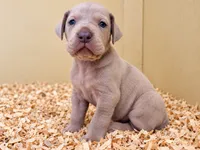 Maple, a female Great Dane for sale in Hallettsville, TX – 7 of 9