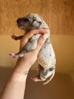 Blue Collar, a male Great Dane for sale in Hallettsville, TX – Photo 7 of 10