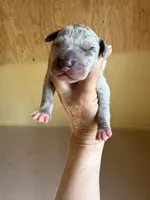 Blue Collar, a male Great Dane for sale in Hallettsville, TX – Photo 6 of 10