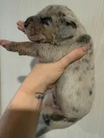 Blue Collar, a male Great Dane for sale in Hallettsville, TX – Photo 3 of 10