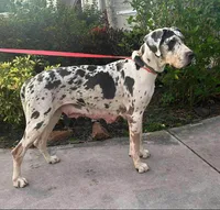 Blue Collar, a male Great Dane for sale in Hallettsville, TX – Photo 9 of 10