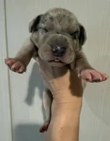 Blue Collar, a male Great Dane for sale in Hallettsville, TX – Photo 1 of 10