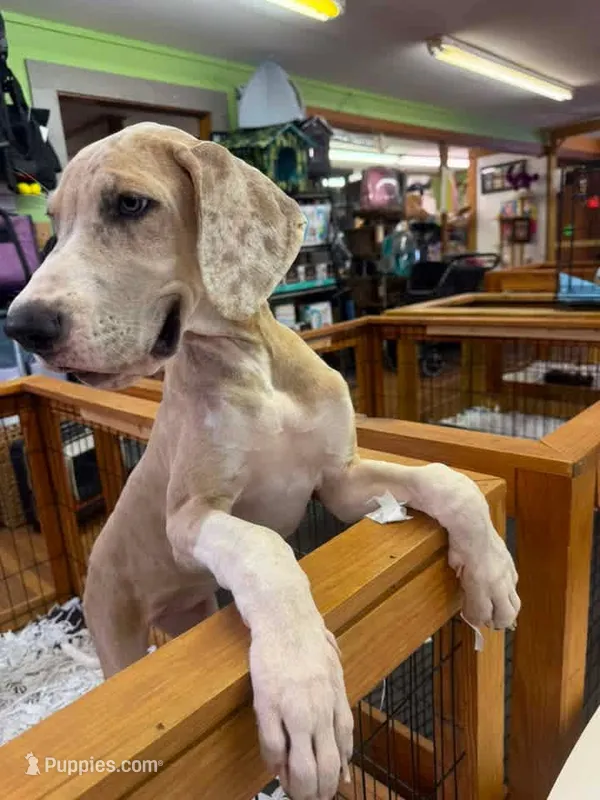Boots – Great Dane puppy for sale in Hallettsville, TX