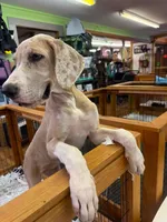 Boots, a female Great Dane for sale in Hallettsville, TX – 1 of 8