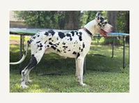Memphis, a male Great Dane for sale in Hallettsville, TX – 4 of 5
