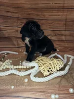 Zephyr, a female Great Dane for sale in Hallettsville, TX – 3 of 5