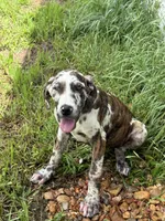 Lottie, a female Great Dane for sale in Hallettsville, TX – Photo 2 of 4