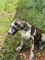 Lottie, a female Great Dane for sale in Hallettsville, TX – Photo 4 of 4