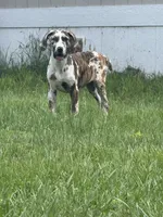 Lottie, a female Great Dane for sale in Hallettsville, TX – Photo 3 of 4