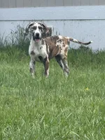 Lottie, a female Great Dane for sale in Hallettsville, TX – Photo 1 of 4