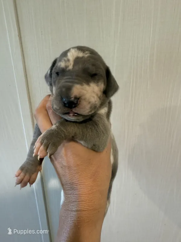 Daphne – Great Dane puppy for sale in Hallettsville, TX
