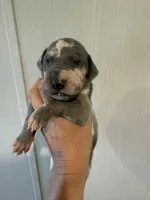 Daphne, a female Great Dane for sale in Hallettsville, TX – 1 of 6