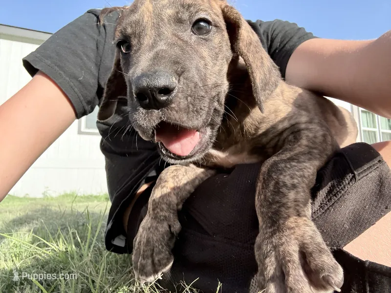 Brindle Male – Great Dane puppy for sale in Hallettsville, TX