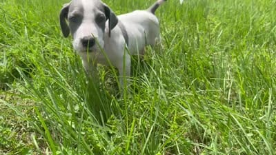Brindlepoint Piebald, a female Great Dane for sale in Hallettsville, TX – 5 of 5