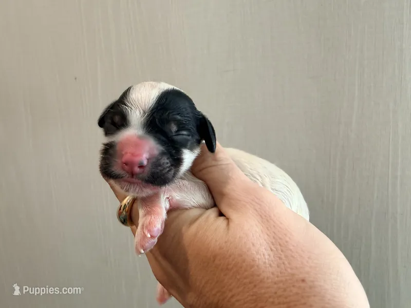 Female 3 – Cockapoo puppy for sale in Hallettsville, TX