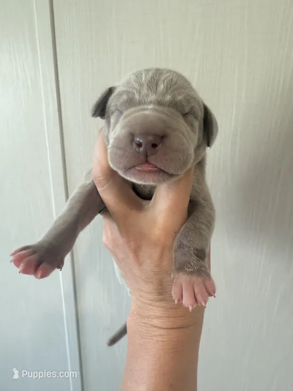 Benedict – Great Dane puppy for sale in Hallettsville, TX