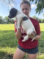 Blue Pie , a female Great Dane for sale in Hallettsville, TX – 3 of 5