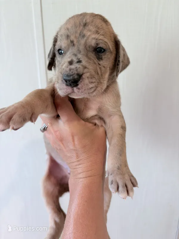 Austin – Great Dane puppy for sale in Hallettsville, TX