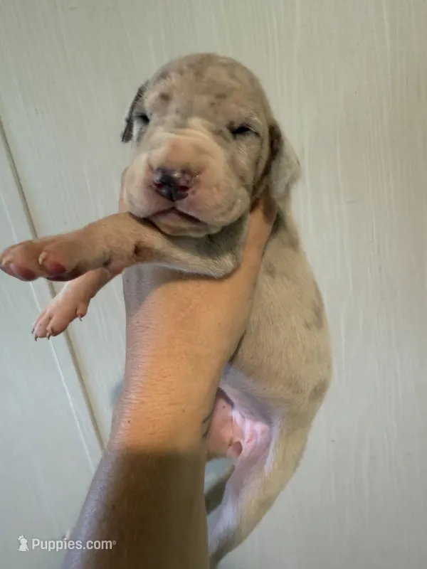 Penelope  – Great Dane puppy for sale in Hallettsville, TX