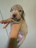 Penelope , a female Great Dane for sale in Hallettsville, TX – 1 of 7