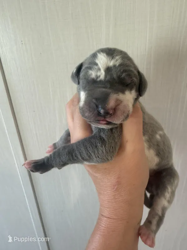 Daphne – Great Dane puppy for sale in Hallettsville, TX