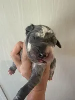 Daphne, a female Great Dane for sale in Hallettsville, TX – 2 of 9