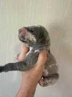 Daphne, a female Great Dane for sale in Hallettsville, TX – 5 of 9