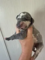 Daphne, a female Great Dane for sale in Hallettsville, TX – 6 of 9