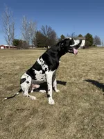 Mist, a female Great Dane for sale in Hallettsville, TX – 5 of 6