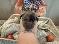 Frankie, a male Great Dane for sale in Hallettsville, TX – Photo 3 of 7