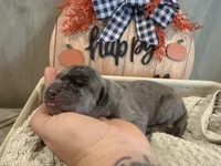 Frankie, a male Great Dane for sale in Hallettsville, TX – Photo 4 of 7