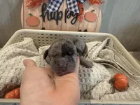 Frankie, a male Great Dane for sale in Hallettsville, TX – Photo 1 of 7