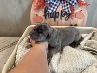 Frankie, a male Great Dane for sale in Hallettsville, TX – Photo 2 of 7