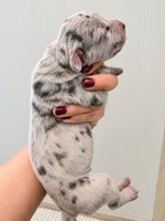 Ash, a female Great Dane for sale in Hallettsville, TX – 3 of 6