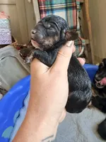 Male 1, a male Cockapoo for sale in Hallettsville, TX – 3 of 3