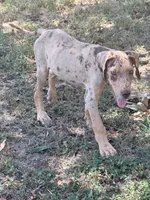 Coco, a male Great Dane for sale in Hallettsville, TX – 4 of 10