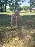 Coco, a male Great Dane for sale in Hallettsville, TX – 7 of 10