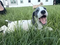 Brindlepoint Piebald, a female Great Dane for sale in Hallettsville, TX – 2 of 5