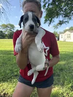 Blue Pie , a female Great Dane for sale in Hallettsville, TX – 2 of 5