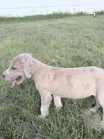 Penelope , a female Great Dane for sale in Hallettsville, TX – 3 of 9