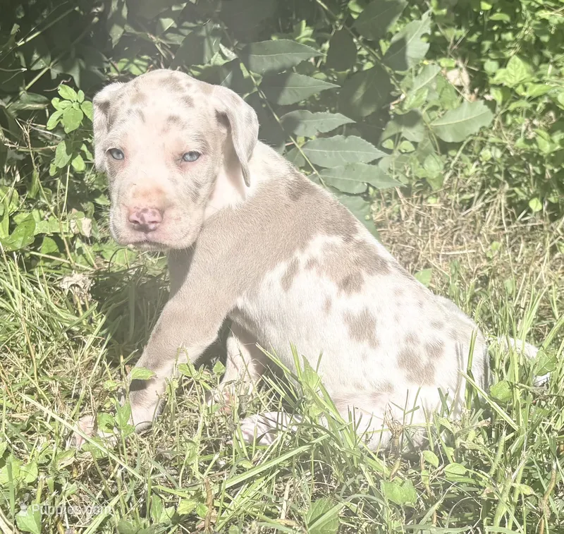 Violet  – Great Dane puppy for sale in Hallettsville, TX