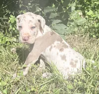 Violet , a female Great Dane for sale in Hallettsville, TX – 1 of 7